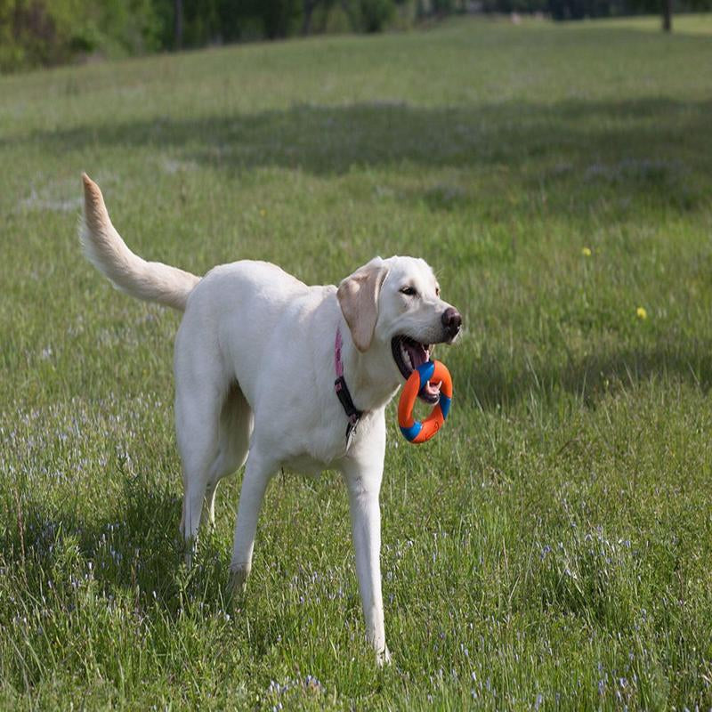 Chuckit! Ringchaser Dog Toy Set